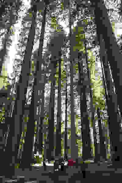 Bigfoot: The Lost Coast Tapes (2012) Screenshot 4