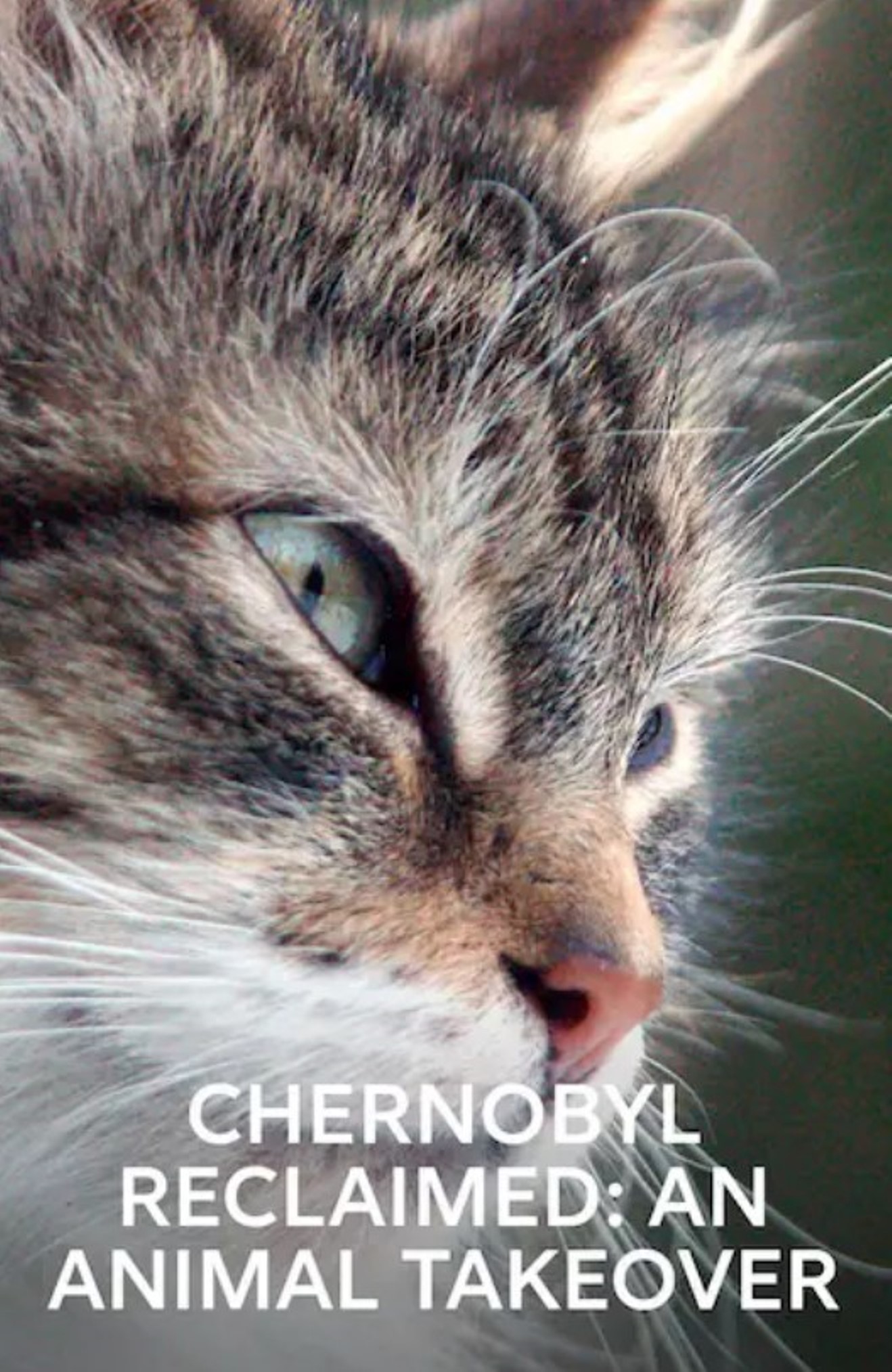 Chernobyl Reclaimed: An Animal Takeover (2007) Screenshot 1
