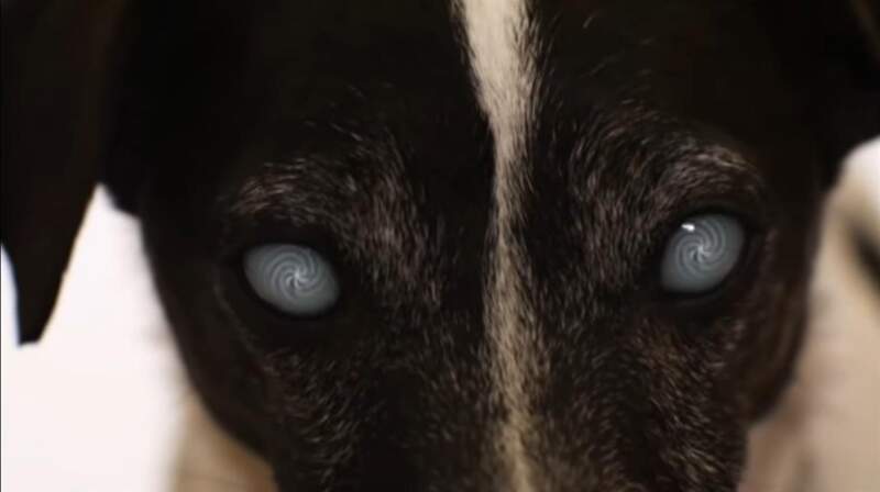 Vampire Dog (2012) Screenshot 3