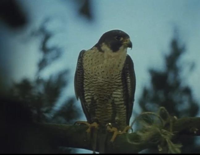 Let the Falcons Go (1978) Screenshot 3