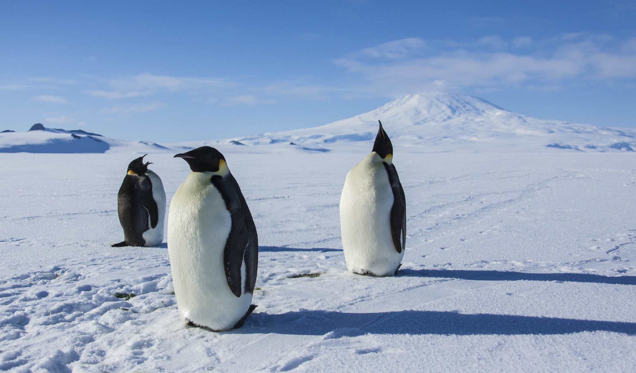 Antarctica: A Year on Ice (2013) Screenshot 5