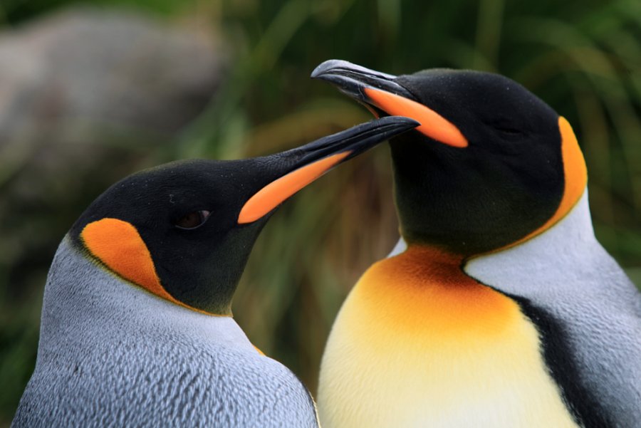 Penguins (2012) Screenshot 3 