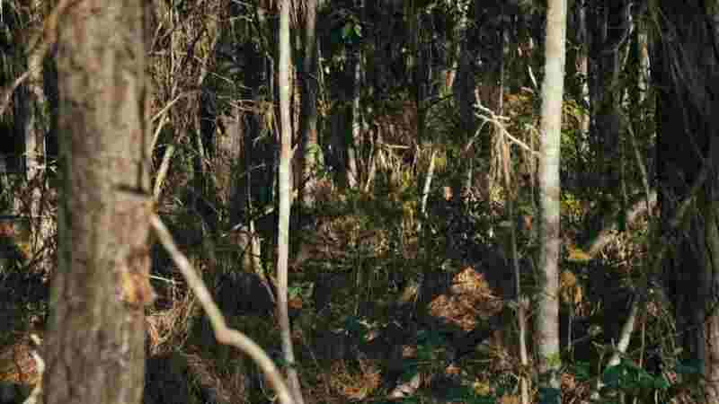 Arbor Demon (2016) Screenshot 2