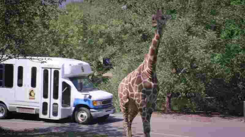 Zoombies (2016) Screenshot 2