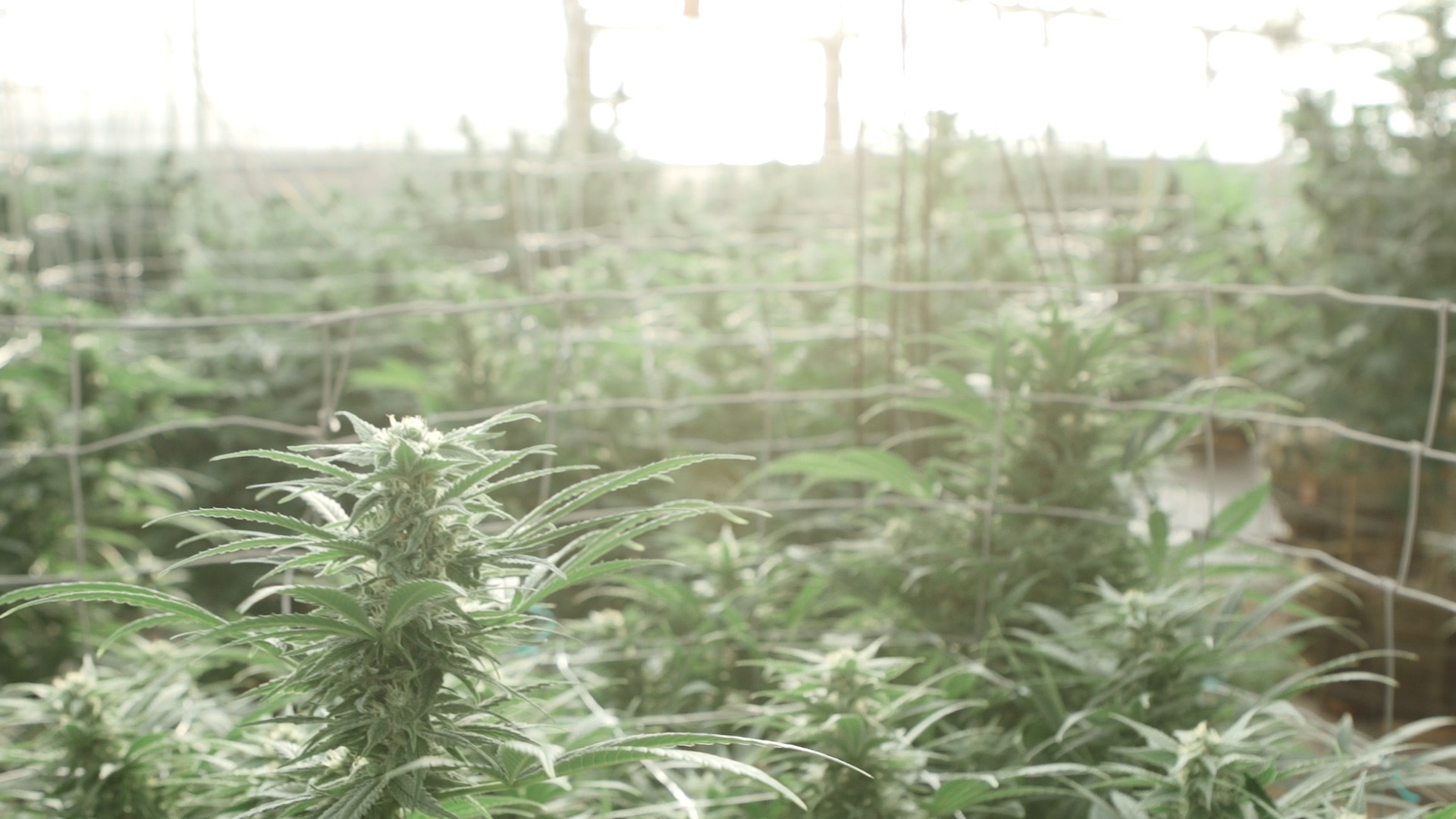 GrassRoots: The Cannabis Revolution (2016) Screenshot 3