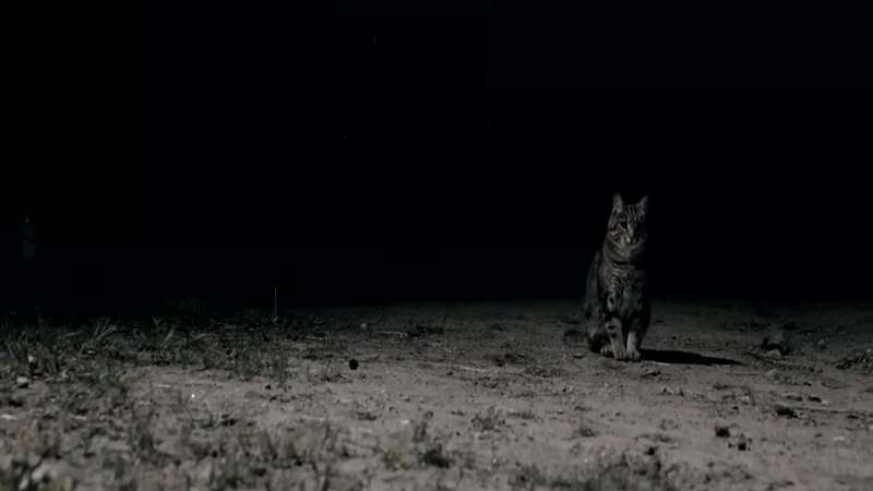 The Cabin (2018) Screenshot 2