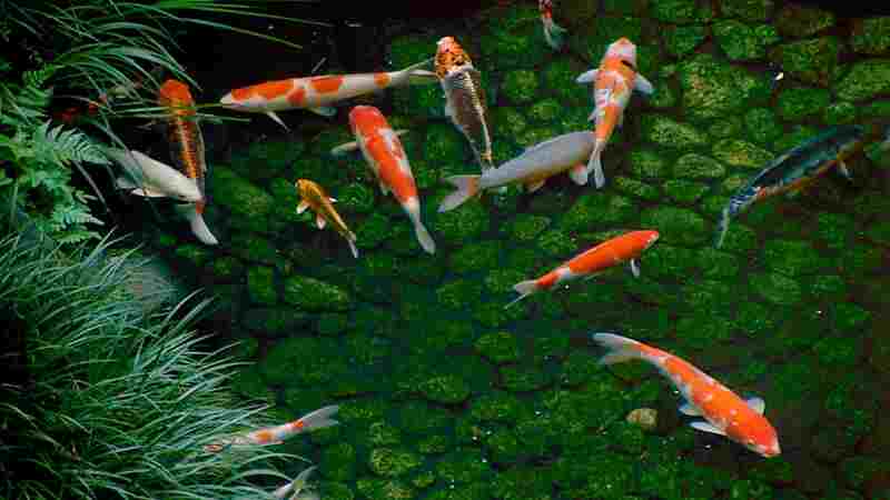 Dream Window: Reflections on the Japanese Garden (1992) with English Subtitles on DVD on DVD