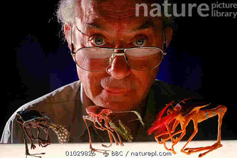 Natural History of an Alien (1998) with English Subtitles on DVD on DVD